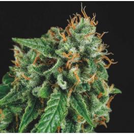 Tutankhamon x Gorila Glue (x5)